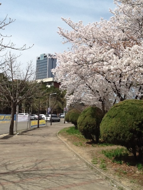 YU Cherry Blossoms
